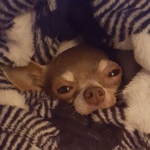 Meet your Posher, Tara